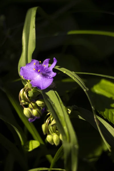 Virginia Spiderwort (Tradescantia virginiana) bloeit in de tuin, — Stockfoto