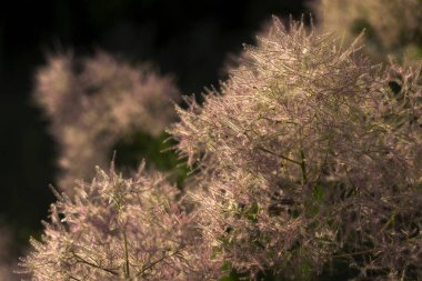 Skumpiya bronzlaşma (Cotinus coggygria çiçek, Avrupa smoketr
