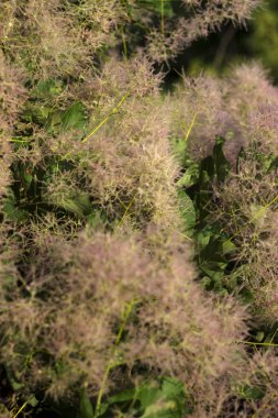 Skumpiya bronzlaşma (Cotinus coggygria çiçek, Avrupa smoketr