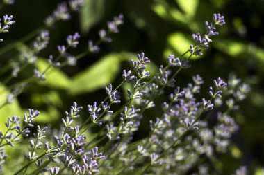 Çiçek açan leylak lavanta, yakın çekim, arka plan. Kokulu beautifu