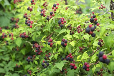 Siyah ahududu (Rubus occidentalis) bahçede yetişir, yeşil 