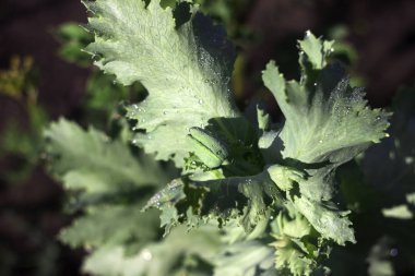 Yeşil haşhaş tomurcuk bir alanda büyür. Afyon haşhaş, mor haşhaş akan