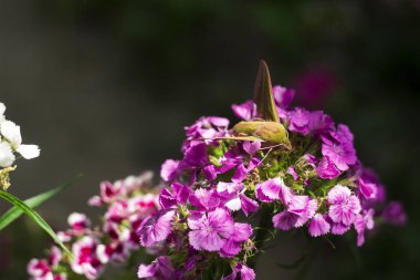 Fil Şahin güvesi, Deilephila elpenor Sphing bir güve olduğunu