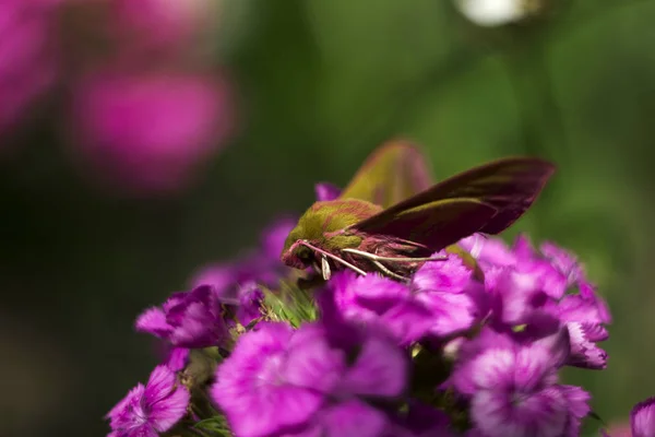 Elephant Hawk-moth, Deilephila elpenor is a moth from the Sphing