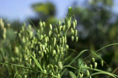 Briza maxima, güzel yıllık bitki, peyzaj dekorasyon için bahçede büyüyen yeşil bitki çim