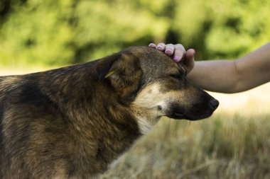 Genç bir kadın köpeği okşuyor. Mutlu hayvan sevinir, sevgi ve dostluk kavramı