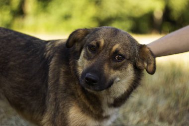 Genç bir kadın köpeği okşuyor. Mutlu hayvan sevinir, sevgi ve dostluk kavramı