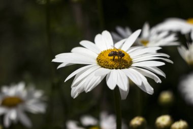 Yaz aylarında bahçede birçok beyaz büyük kamuflaj çiçeği, arka plan. 