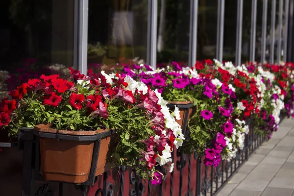Červené, bílé a růžové petuniky kvetou v květináči na ulici nedaleko kavárny. Léto, světlé květiny, pouliční dekorace. — Stock fotografie
