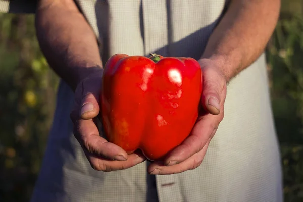 A man in a plaid shirt holds a big red pepper. Harvesting, vegetable garden