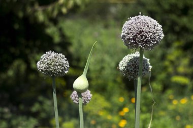 Büyüyen bahçe pırasası, sebze çiçeği, çiçek. Tarım geçmişi. Taze, organik sebze.