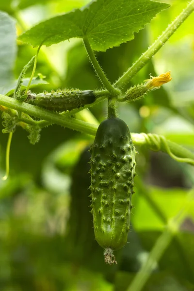Yeşil salatalık bahçede, yaz arka plan büyümek. Sebze cilik, tarım. Çiçekli küçük salatalıklar