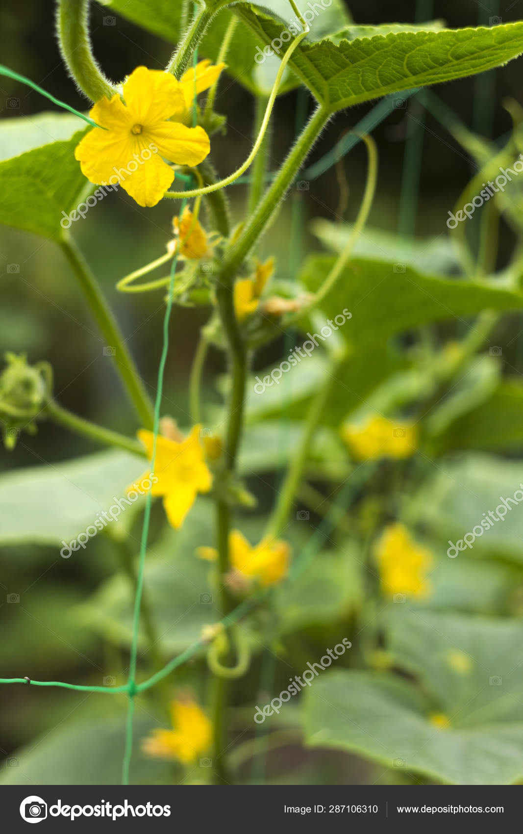 vegetable with yellow flowers vegetable with yellow flowers