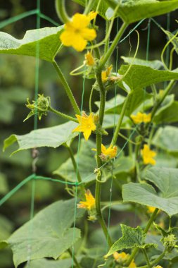 Bahçede çiçekli salatalık sarı çiçekler. Sebze çiçekleri, küçük ve taze salatalık, arka plan. Tarım