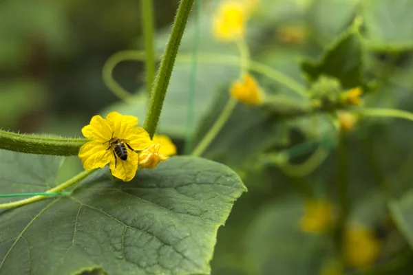 Blühende gurkengelbe Blüten mit einer Biene im Garten. Gemüseblüten, kleine, frische Gurken, Hintergrund. Landwirtschaft — Stockfoto