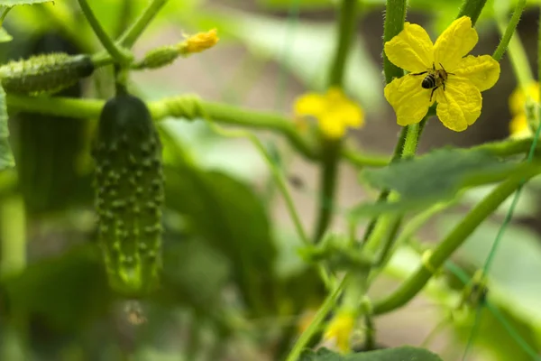 Blühende gurkengelbe Blüten mit einer Biene im Garten. Gemüseblüten, kleine, frische Gurken, Hintergrund. Landwirtschaft — Stockfoto