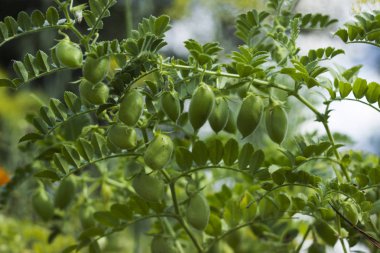 Nohut (Cicer arietinum) - baklagil bitkisi bahçede yetişir. Yeşil baklalar, yararlı bitki. Arka plan
