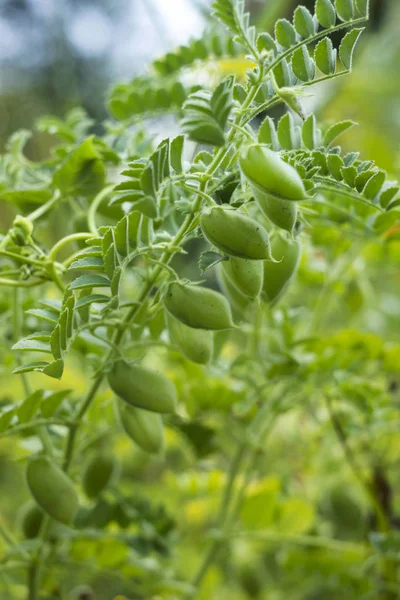 Chickpea (Cicer arietinum) - leguminous legume plant grows in the garden. Green pods, useful plant. Background — Stock Photo, Image