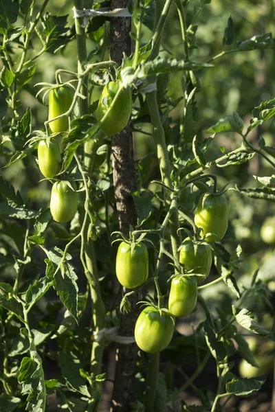 Gröna tomater växer i trädgården. Omogna grönsaker. Växande tomater hemma — Stockfoto