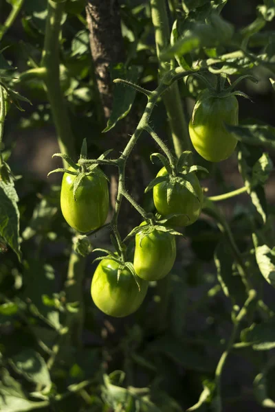 Green tomatoes grow in the garden. Unripe vegetables. Growing tomatoes at home — Stock Photo, Image