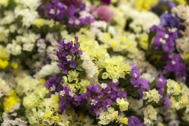 Limonium - bir buket birçok renkli çiçekler. Sarı, beyaz, mavi ve pembe kurutulmuş çiçekler, arka plan
