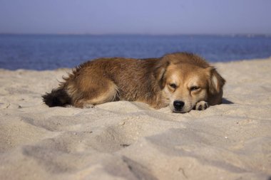Kızıl saçlı küçük köpek se tarafından sahilde kumda dinlenme