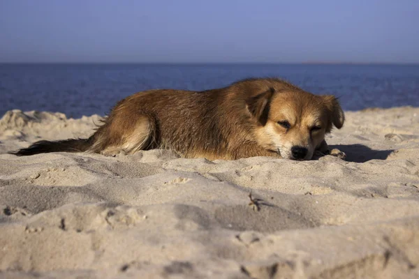 Rudowłosy mały pies odpoczynku w piasku na plaży przez SE — Zdjęcie stockowe