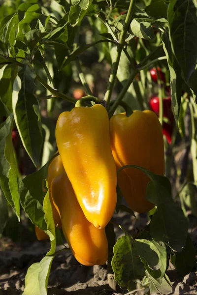 Ripe yellow peppers grow in a row in the garden. Agriculture, ha