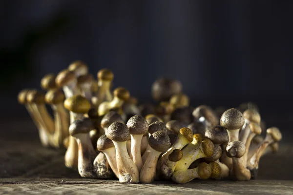 Gruppe kleiner Honigpilze auf einem hölzernen Hintergrund. frische, reife und essbare Pilze, Ernte. Herbst — Stockfoto