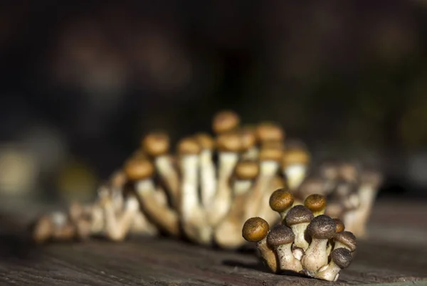 Group of little honey mushrooms on a wooden background. Fresh, rGroup of little honey mushrooms on a wooden background. Fresh, ripe and edible mushrooms, harvesting. Autumn — Stock Photo, Image