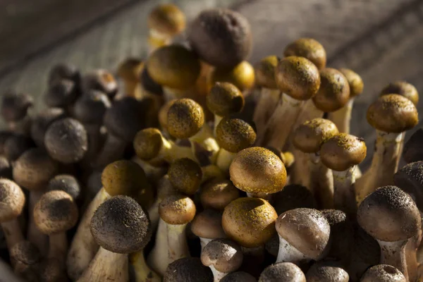 Gruppe kleiner Honigpilze auf einem hölzernen Hintergrund. frische, kleine Honigpilze auf einem Holzuntergrund. frische, reife und essbare Pilze, Ernte. Herbst — Stockfoto