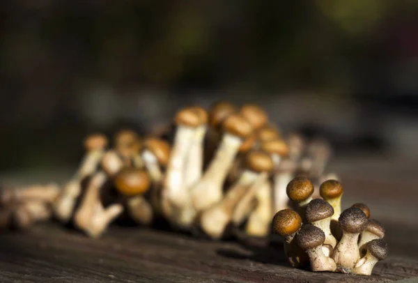 Grupa małych grzybów miodowych na drewnianym tle. Świeże, dojrzałe i jadalne grzyby, zbiory. Jesień — Zdjęcie stockowe