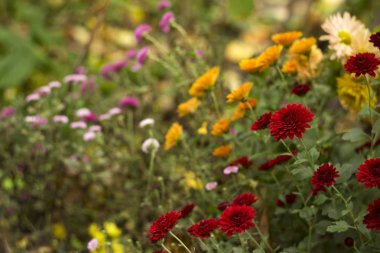 Bahçede güzel kırmızı, pembe ve turuncu krizantem blooming, sonbahar çiçekleri, arka plan. Bir sürü krizantem çiçeği.
