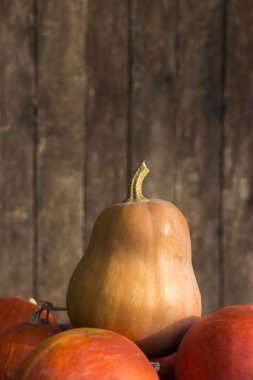 Ahşap bir arka planda bir sürü balkabağı. Olgun kırmızı balkabağı ve balkabağı gitar şeklinde, arka plan
