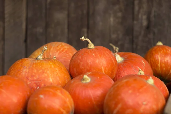 Un sacco di zucche mature rosse su un vecchio sfondo di legno da vicino, festa di Halloween. Un mucchio di zucche mature. Raccolta carta da parati autunno — Foto Stock