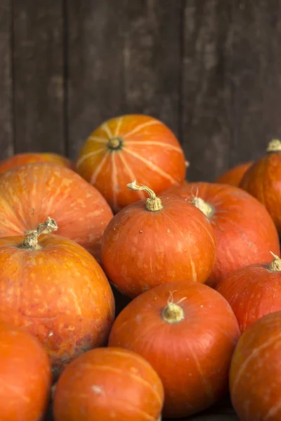 Un sacco di zucche mature rosse su un vecchio sfondo di legno da vicino, festa di Halloween. Un mucchio di zucche mature. Raccolta carta da parati autunno — Foto Stock