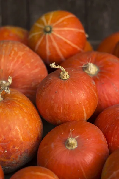 Un sacco di zucche mature rosse su un vecchio sfondo di legno da vicino, festa di Halloween. Un mucchio di zucche mature. Raccolta carta da parati autunno — Foto Stock