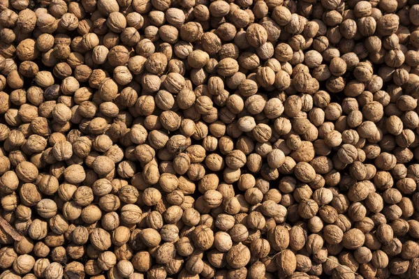 Inshell walnuts dried in the sun, background. Harvesting. Juglans regia, the Persian walnut, English walnut, Carpathian walnut, Madeira walnut common walnut Stock Picture