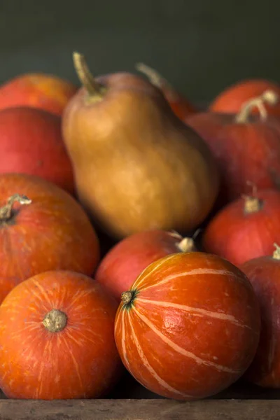 Un sacco di zucche mature rosse su un vecchio sfondo verde legno da vicino, festa di Halloween. Un mucchio di zucche mature. Raccolta carta da parati autunno — Foto Stock