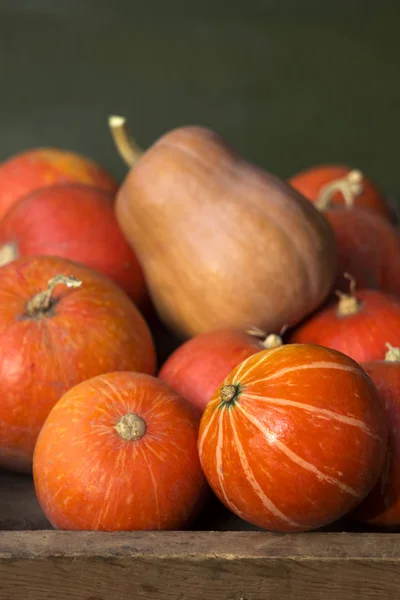 Un sacco di zucche mature rosse su un vecchio sfondo verde legno da vicino, festa di Halloween. Un mucchio di zucche mature. Raccolta carta da parati autunno — Foto Stock