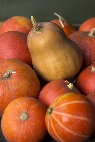 Un sacco di zucche mature rosse su un vecchio sfondo verde legno da vicino, festa di Halloween. Un mucchio di zucche mature. Raccolta carta da parati autunno — Foto Stock