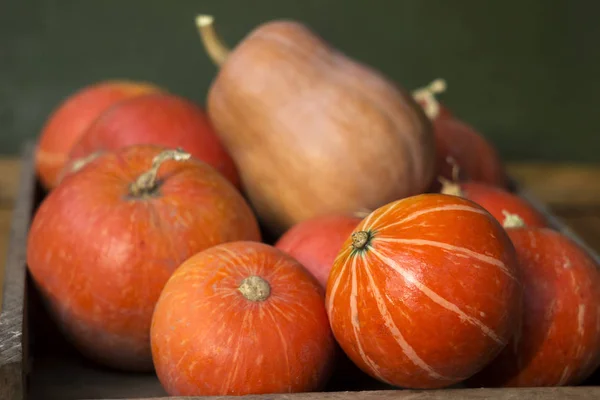 Un sacco di zucche mature rosse su un vecchio sfondo verde legno da vicino, festa di Halloween. Un mucchio di zucche mature. Raccolta carta da parati autunno — Foto Stock