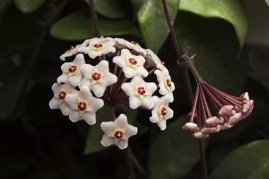 Pembe Hoya carnosa çiçeği. Balmumu bitkisinin, tatlı kokulu çiçeklerin, arka planın detaylarını kapat..