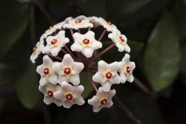 Pembe Hoya carnosa çiçeği. Balmumu bitkisinin, tatlı kokulu çiçeklerin, arka planın detaylarını kapat..