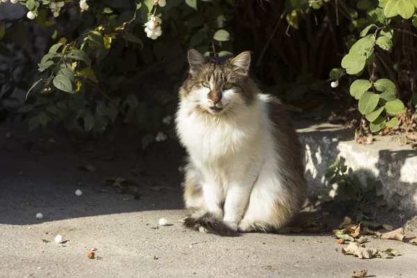 Um gato branco-cinza de rua fofo bonito senta-se no pavimento e olha curiosamente para a lente. Animais sem-abrigo — Fotografia de Stock