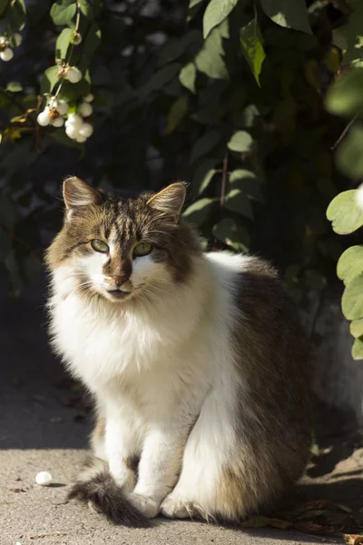 Güzel pofuduk beyaz-gri bir sokak kedisi kaldırımda oturur ve merakla lense bakar. Evsiz hayvan. — Stok fotoğraf