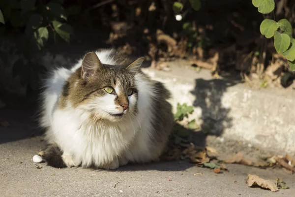 Um gato branco-cinza de rua fofo bonito senta-se no pavimento e olha curiosamente para a lente. Animais sem-abrigo — Fotografia de Stock