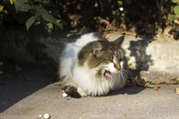 Een mooie pluizige straat wit-grijze kat zit en geeuwt op het trottoir en kijkt nieuwsgierig in de lens. Dakloos dier toont tong, close-up — Stockfoto