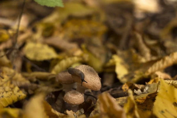 Slug kruipt in de herfst op een paddenstoel in het bos. Bosleven, achtergrond, concept. Slak en honing paddenstoel — Stockfoto