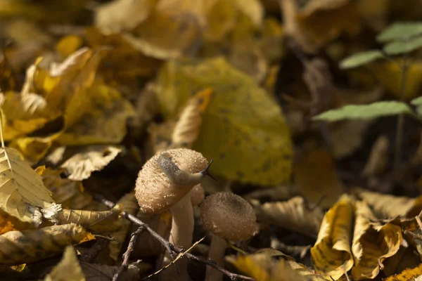 Slug kruipt in de herfst op een paddenstoel in het bos. Bosleven, achtergrond, concept. Slak en honing paddenstoel — Stockfoto